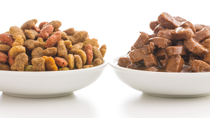 Quels sont les risques d’une mauvaise alimentation pour votre chat ?