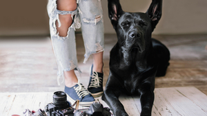 Les erreurs les plus courantes dans la photographie d’animaux de compagnie (et comment les éviter)