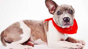 15 jeunes chiens handicapés prouvent leur talent lors d'un évènement inédit en faveur de l'adoption