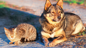Attention aux coups de soleil pour vos animaux !