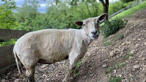 L’arthrose chez le mouton : que faire ?