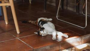 Certaines races de chats résistent-elles mieux à la chaleur ?