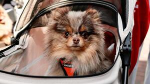 Dans ce pays, on vend plus de poussettes pour chiens que pour enfants !