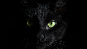 Chats noirs : les délaissés de l’adoption