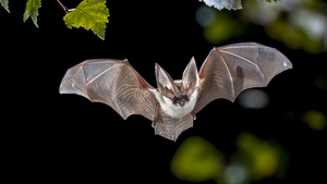 Pourquoi et comment accueillir les chauves-souris dans son jardin?
