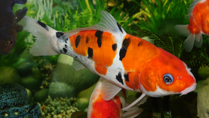 Adopter un poisson : connaitre ses besoins avant de se décider