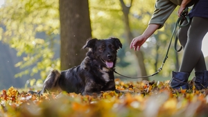A partir du 15 Avril il faudra promener son chien en laisse : Où, pourquoi, et combien cela peut vous coûter en cas de non respect ?