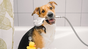 7 conseils pour bien laver son chien
