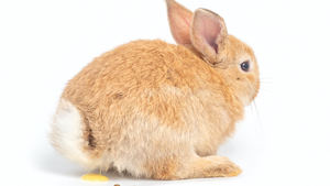 Les problèmes urinaires chez le lapin : comment les détecter et comment réagir ?