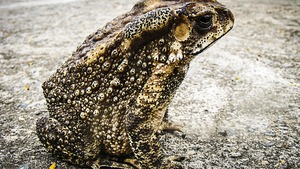 Mon chien a mordu un crapaud : attention danger !