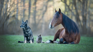 Un certificat d’engagement et de connaissance désormais obligatoire pour adopter un animal