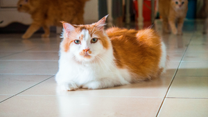 6 bonnes raisons d’adopter un animal en association