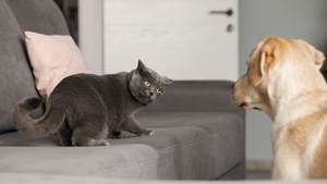 Adoption d’un chien : 7 conseils pour le présenter à son chat