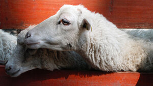 Les avancées et actualités en matière de condition animale