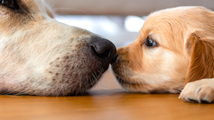 Se poser les bonnes questions avant d’adopter un chien