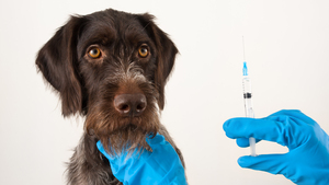 La vaccination chez le chien : contre quoi devons-nous le protéger ?