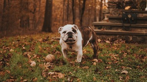 Les 7 dangers de l’automne pour nos animaux