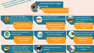 Comment faire maigrir son chat ?