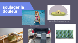 Soulager les articulations de son chien : le matériel utile pour limiter la douleur en cas d’arthrose ou problèmes locomoteurs