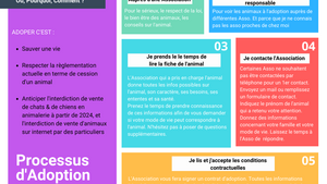 Le processus d’adoption : où et comment adopter un animal