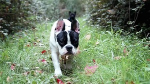 Zoom sur la maladie de Lyme chez le chien