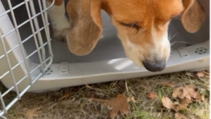 Sauvé d'un laboratoire, un Beagle découvre l'herbe pour la première fois