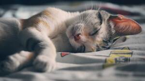 Adopter un animal : tout ce qu’il faut savoir