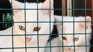 “J’ai acheté mon animal en ligne” : malgré la loi, des animaleries vendent encore chiots et chatons