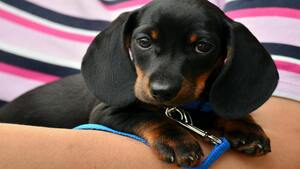 Des centaines de teckels : cette adorable tradition de Noël anglaise va vous faire fondre (vidéo)