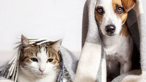 Le 1er code juridique de l’animal voit le jour 