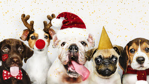 Comment aider les animaux défavorisés à Noël ?