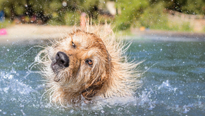 Quels sont les bienfaits de la baignade sur la santé de son chien ?