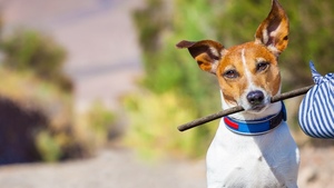 La face sombre de l’été : quand l’animal devient encombrant