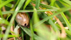 Comment protéger vos animaux des tiques ?