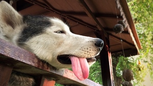 5 bonnes idées pour rafraîchir votre chien pendant l’été