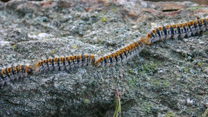 Chenilles processionnaires : un véritable danger pour nos animaux