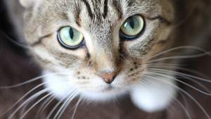 La malpropreté chez le Chat : que faire ?