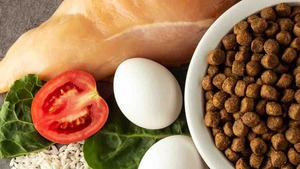 Croquettes avec ou sans céréales pour chat et chien : Que choisir ?