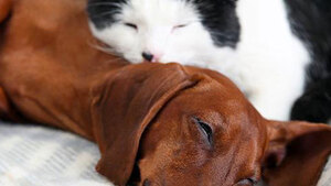 L’insuffisance rénale chez le chat et le chien : qu’est-ce que c’est ?