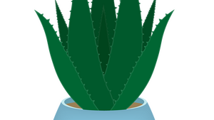 Les bienfaits de l’aloé Vera pour nos animaux de compagnie