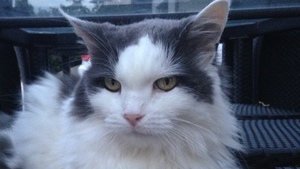 Bilan santé du chat senior