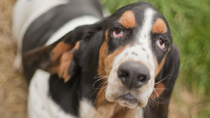 Des chiens à l’adoption sortent du refuge pour trouver une famille pour la vie