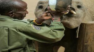 Vous ne devinerez jamais la réaction de cet éléphanteau après une blague de son soigneur (vidéo)