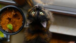 Les chats communiquent-ils plus avec les hommes qu'avec les femmes ? Une étude s'y intéresse