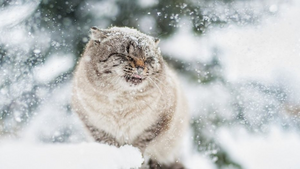 Grand froid : comment aider les animaux ?