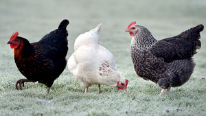Comment prendre soin de ses poules en hiver ?