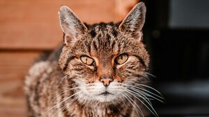 130 ans, c'est l'âge du plus vieux chat du monde... en humain !