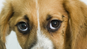 Maltraitance animale ? composez le 3677 numéro unique et gratuit