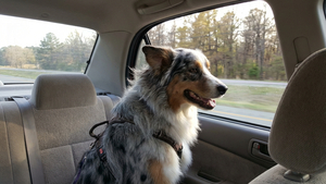 Chiens en voiture et contravention : ce que dit la loi, et ce qui change vraiment en 2026