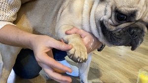 Baume coussinets chien à faire soi-même